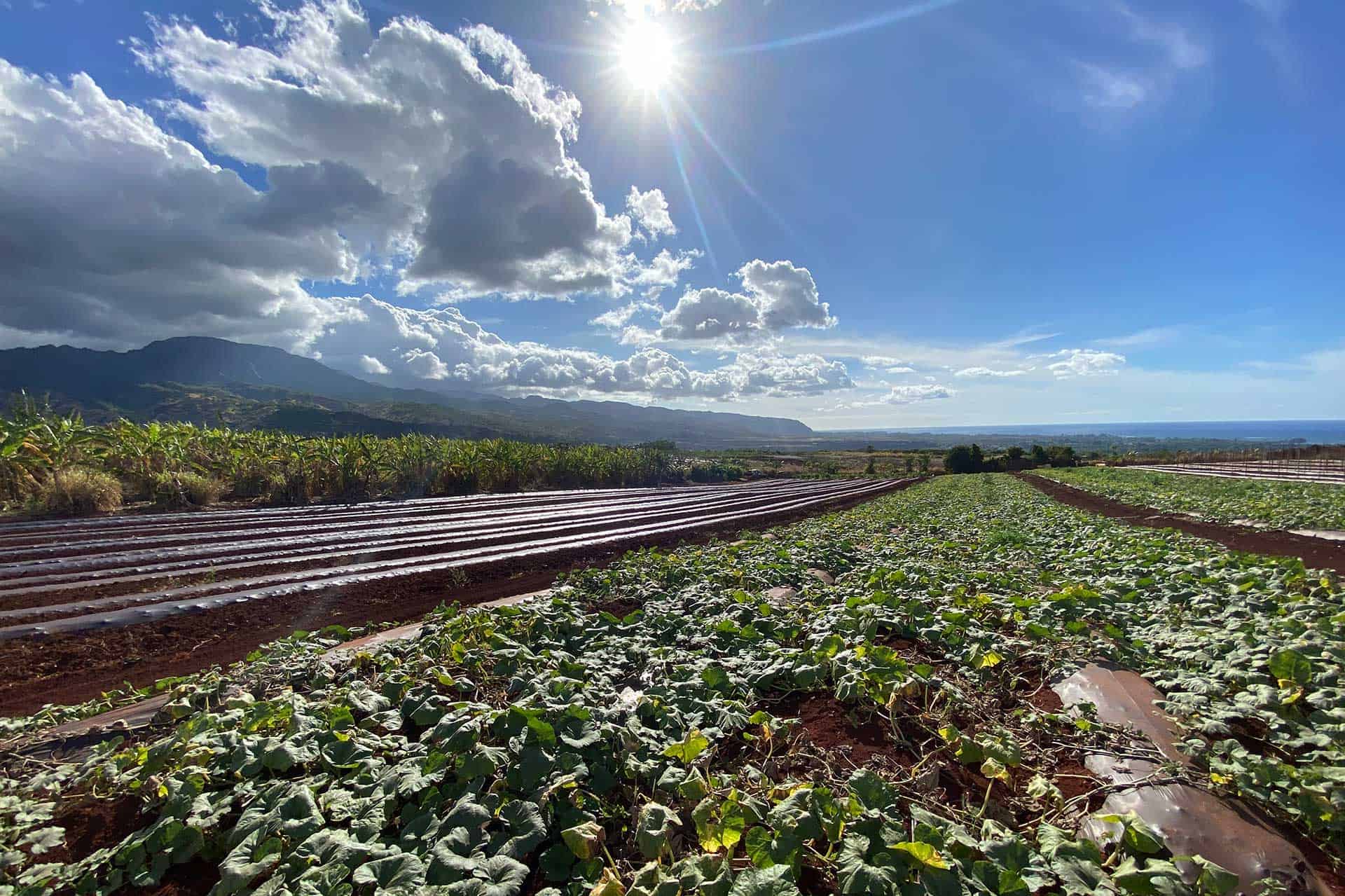 North Shore Economic Vitality Partnership, Hawaii