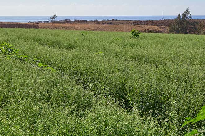 A Quiet Redesign Helped Hawaiʻi Farms Get Past The Paperwork.