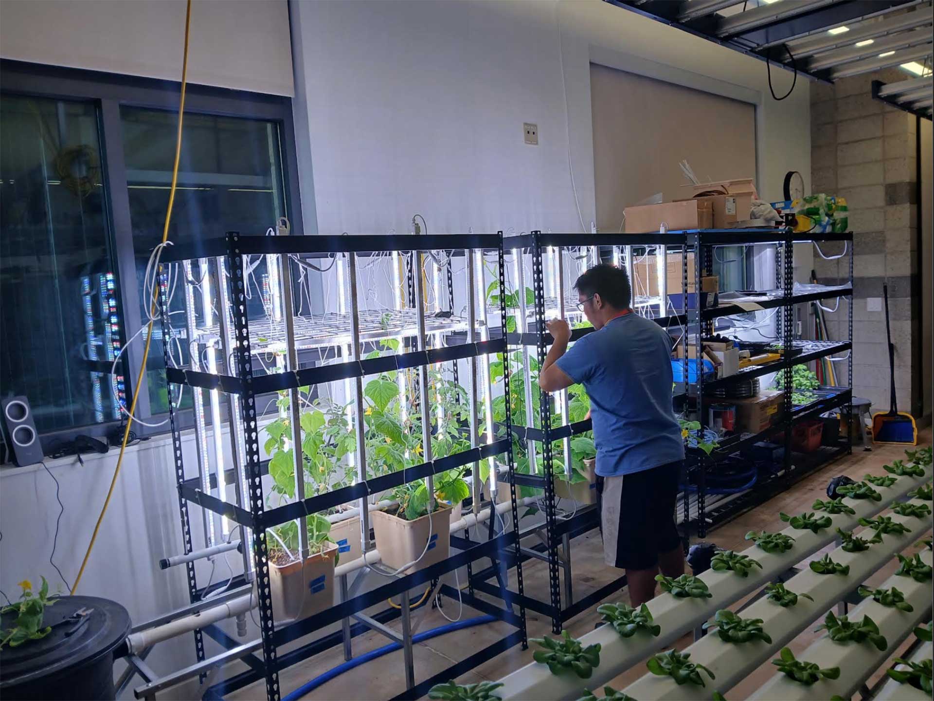 Waipahu High School students working in an indoor hydroponic grow room with vertical racks, LED grow lights, and leafy greens as part of a youth agricultural program (NSEVP Youth Engagement).