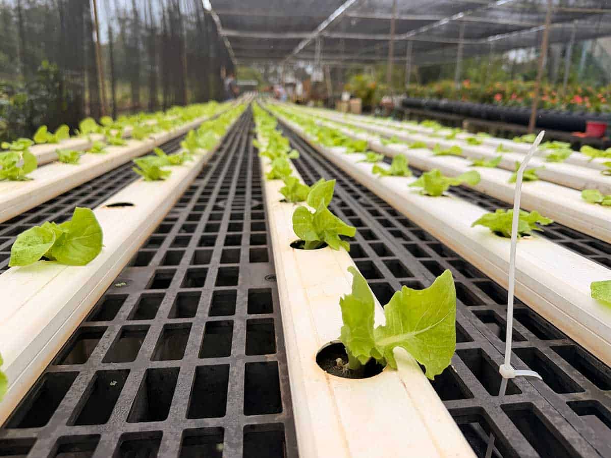 Rows of young lettuce plants growing in hydroponic channels inside a greenhouse.